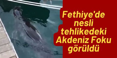 Fethiye’de nesli tehlikedeki Akdeniz Foku görüldü